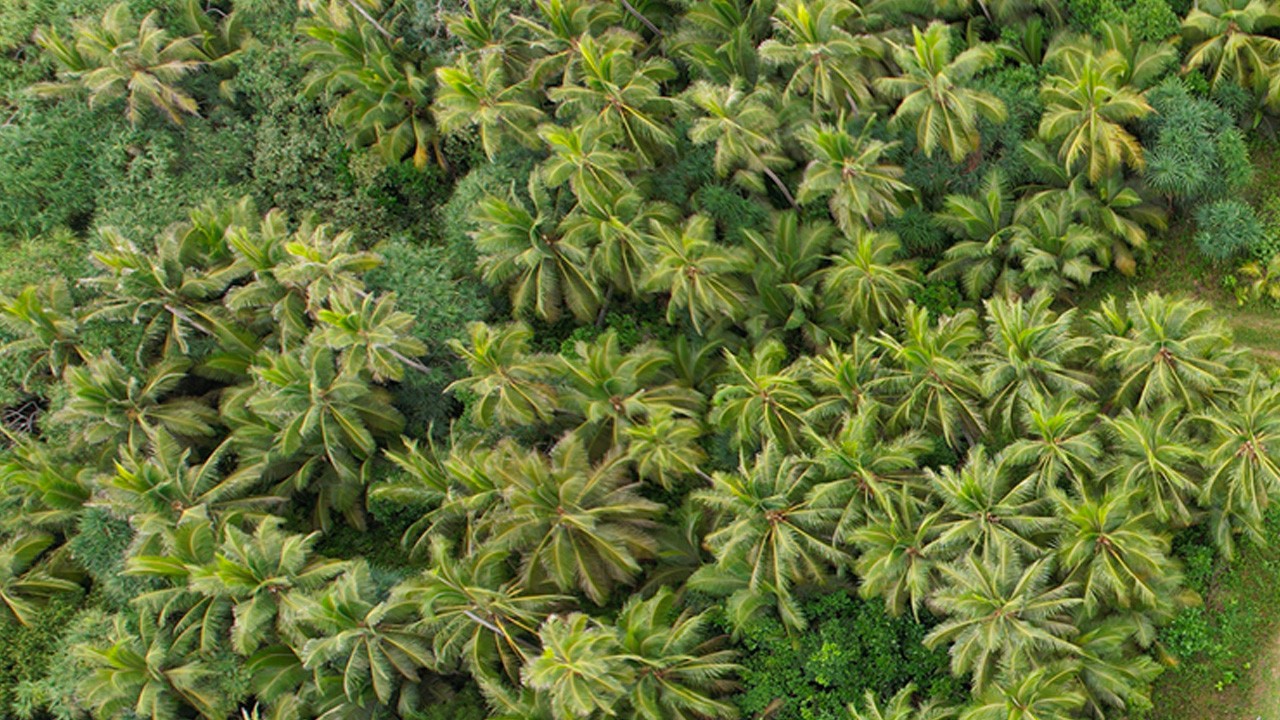 Palm trees photography. Lifou, Nouvelle-Calédonie