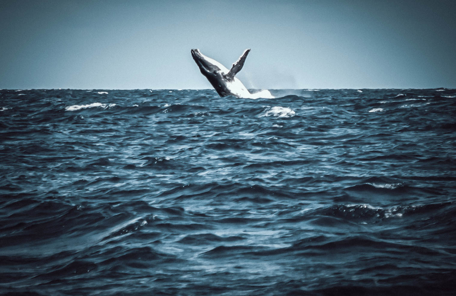 Baleine, humpback whale, nouméa, new caledonia, photography, vidéo, film, movie